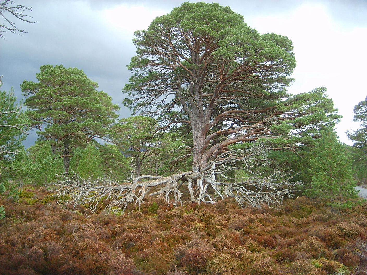 3  the Caledonian Forest with Scots Pine.JPG